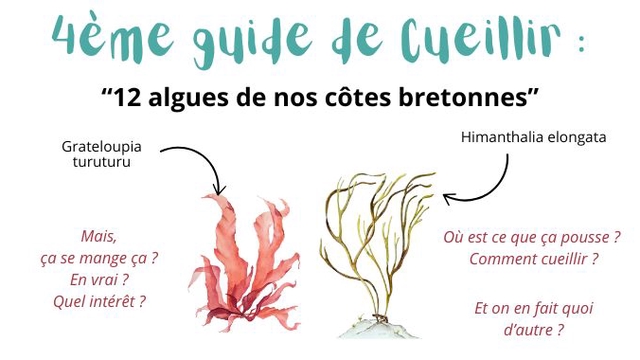 Cover image of the project Guide#4 - 12 algues de nos côtes bretonnes