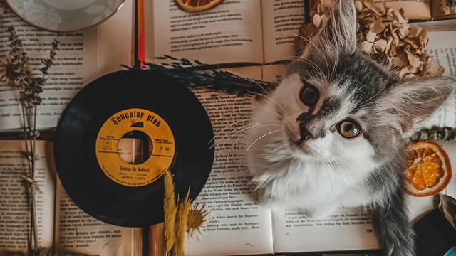 Cover image of the project Le Bar à Chats - Tea Room: Pour les amoureux des chats