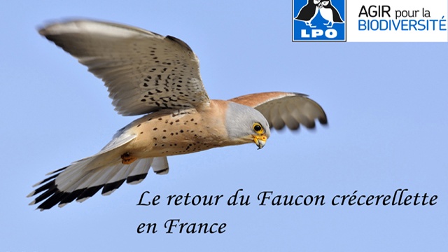 Cover image of the project LPO : Le retour du Faucon crécerellette.