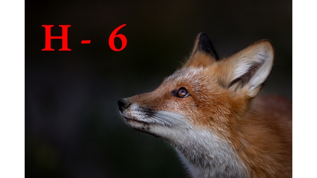 Image de couverture de la collecte H - 6  !!  Renard l'incompris - Exposition photographique