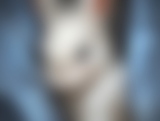 SAISON 2 - Episode 86 - Gardien fidèle