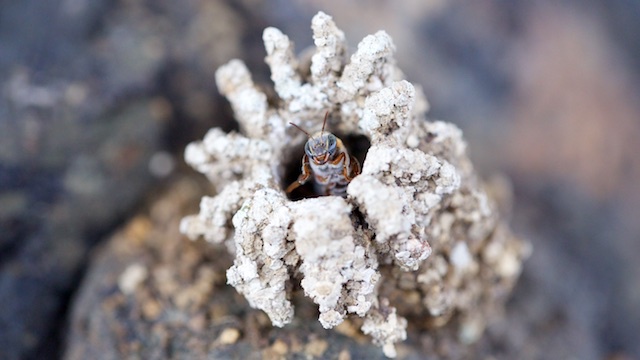 Cover image of the project "UN BAISER POUR LES ABEILLES DE LA TERRE"