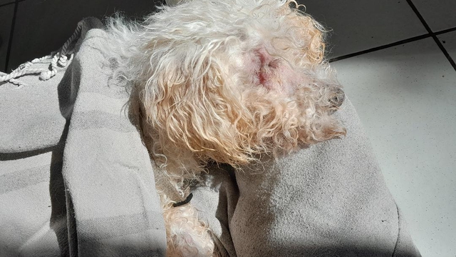 Cover image of the project Venez en aide à Eve le petit bichon