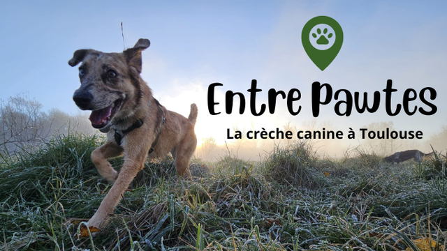Cover image of the project Entre Pawtes, la crèche canine à Toulouse !