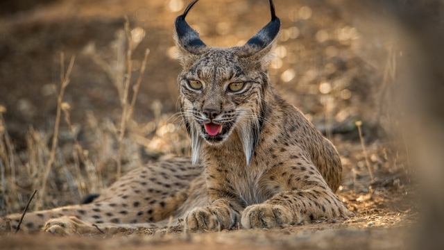 Cover image of the project LYNX PARDINUS, RESILIENCE