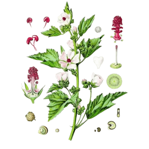 Hochet de Guimauve (Althaea officinalis) - bâton de guimauve