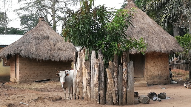 Image de couverture de la collecte Culture du riz en Guinée Conakry