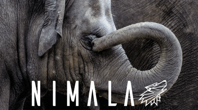 NIMALA, l'animal qui sommeille en toi. - Ulule