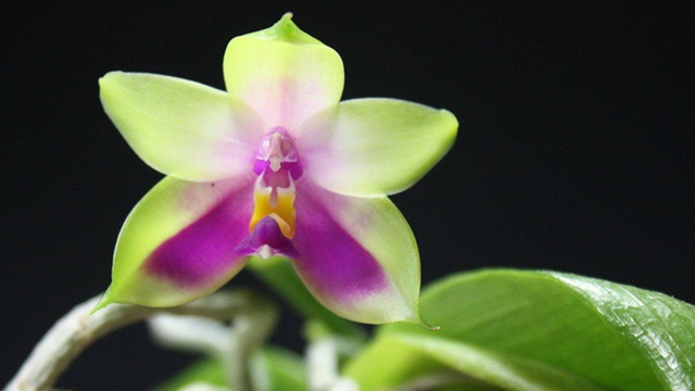 Cover image of the project Orchideenlabor für tropische Orchideen. 