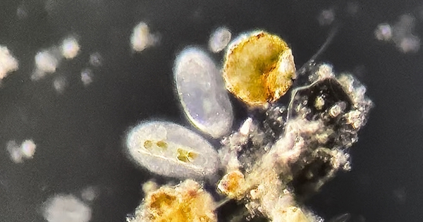 A professional microscope to share micro tours