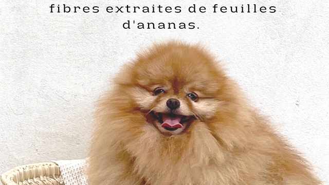 Cover image of the project LoulouBoo I Créatrice d'accessoires pour animaux