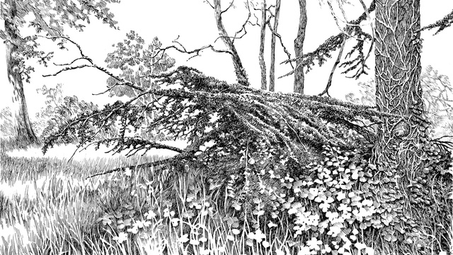 Cover image of the project carnet de forêts 2