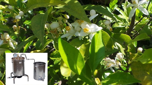 Image de couverture de la collecte Un alambic pour la fleur d'oranger bio