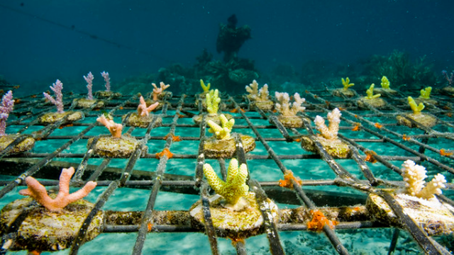 Imagen de portada del proyecto Granja de Coral en Sosúa
