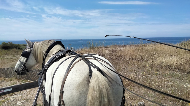 Des chevaux de trait pour créer du lien autrement - Ulule