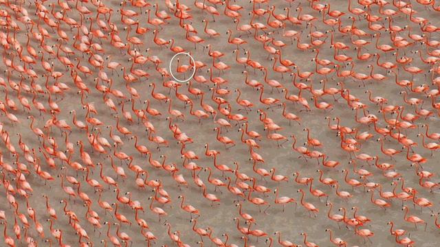 Cover image of the project "Ivres de la jungle"
