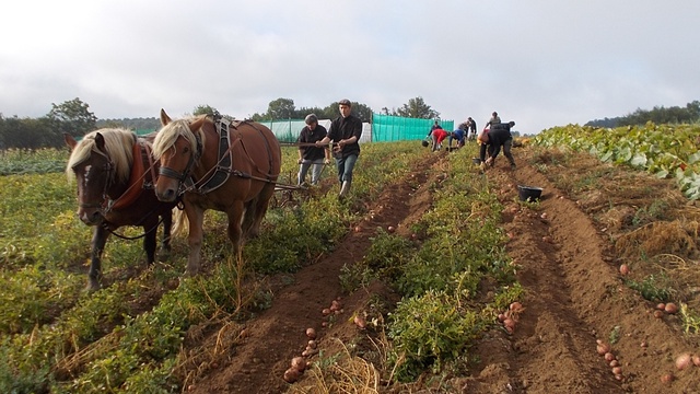 Image de couverture de la collecte Un cheval sur la ferme du "Jardin Fertile"