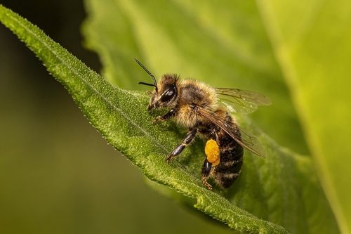 Abeille solidaire