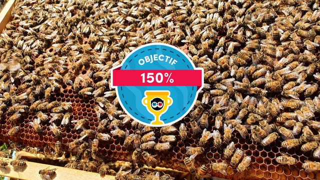 Cover image of the project Sauvons nos abeilles