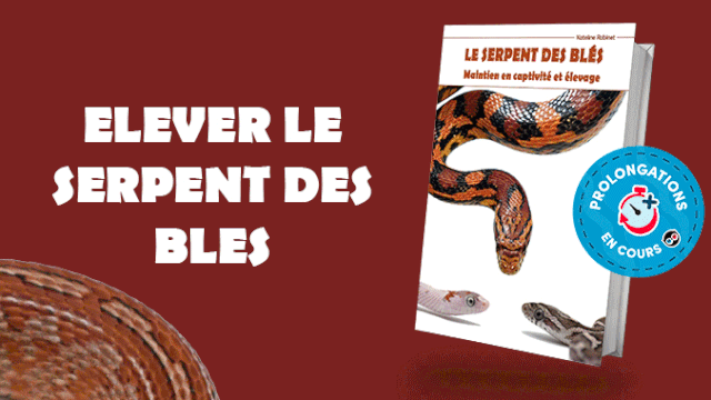 Imagen de portada del proyecto Livre sur Le serpent des blés / Pantherophis guttatus