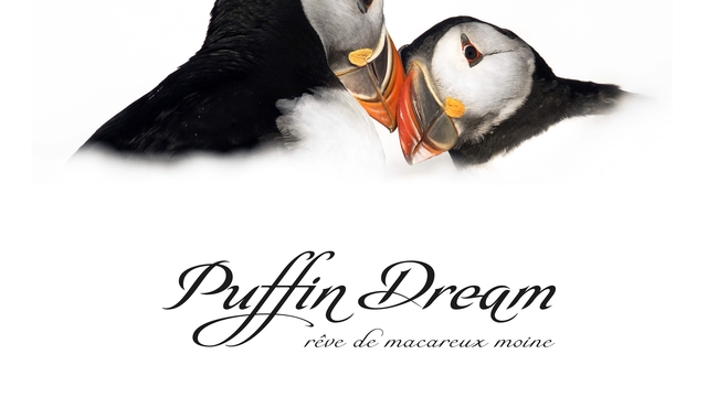 Image de couverture de la collecte Puffin dream
