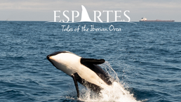 Help us save the Iberian Orca