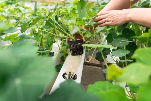 Découvrez le monde de l'hydroponie 💦